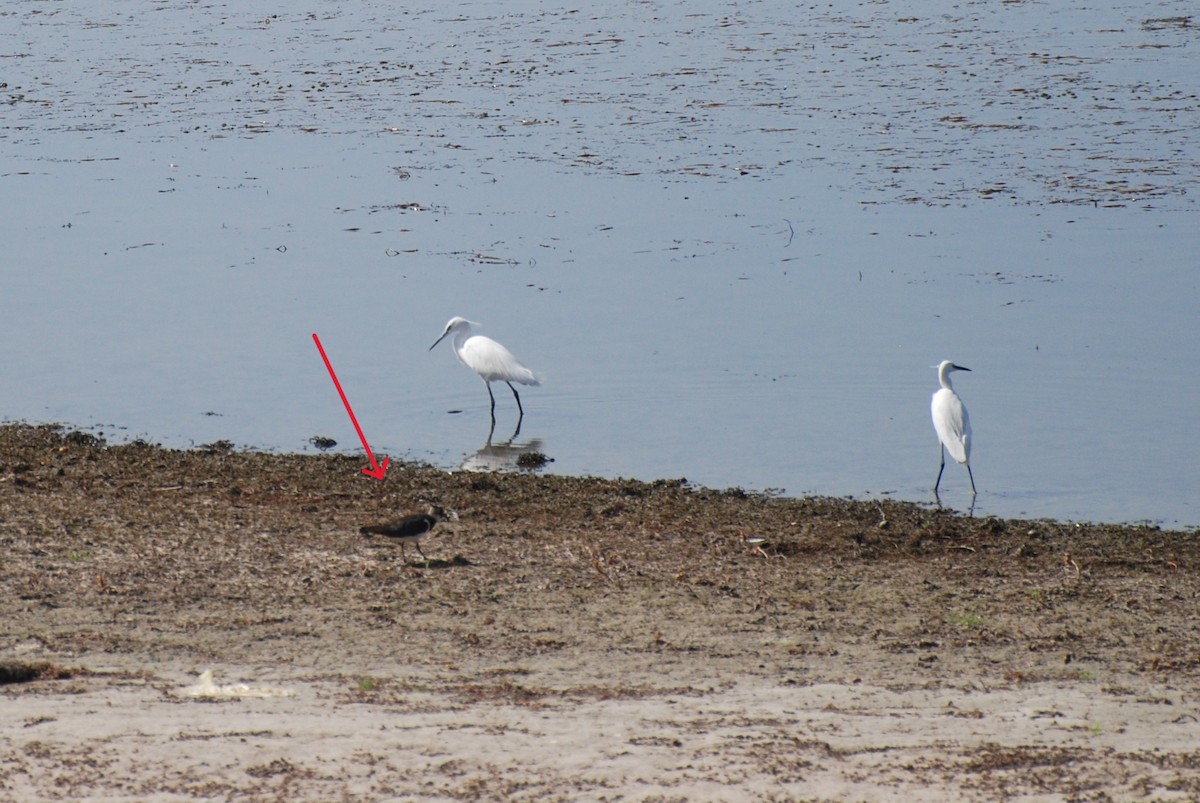 Northern Lapwing - ML647832556