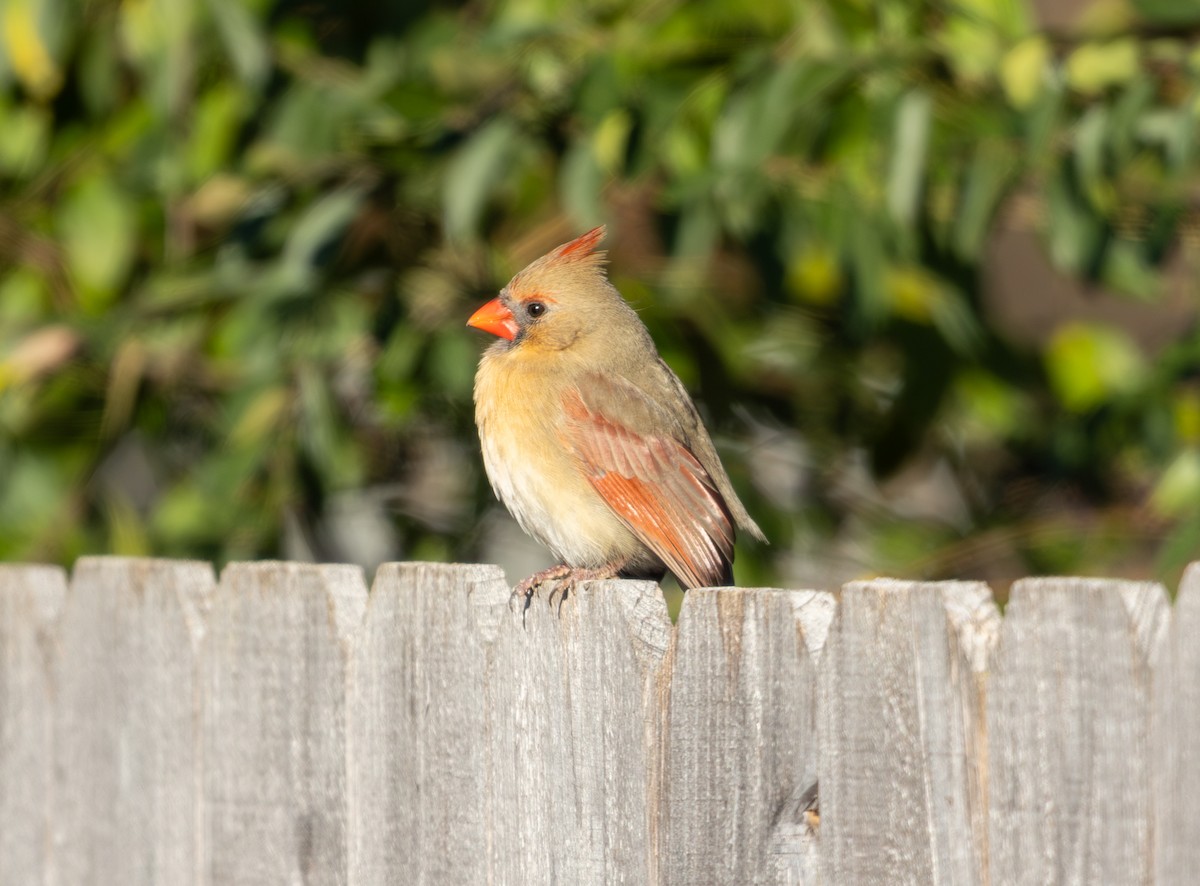 Kırmızı Kardinal - ML647832557