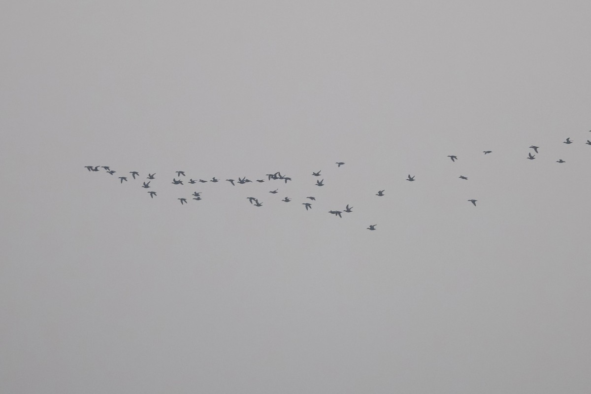 tanımsız ördek (Anatinae sp.) - ML647832559