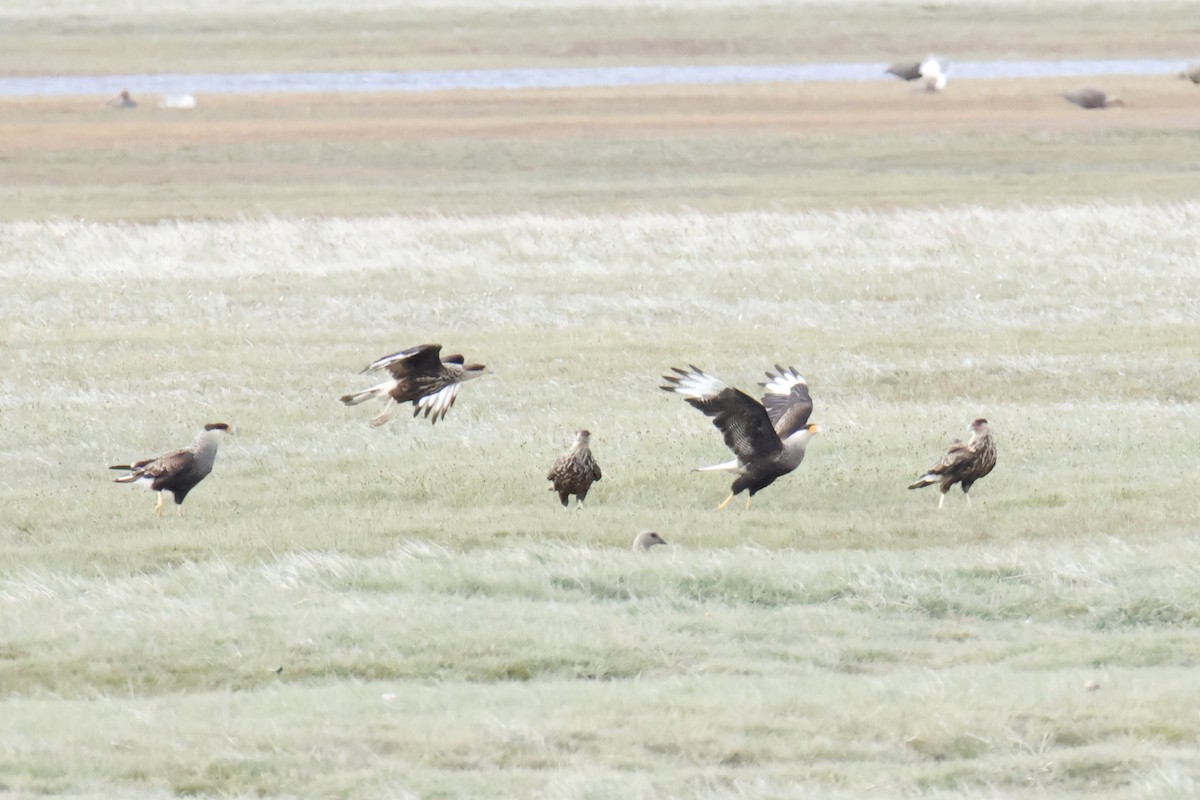 Tepeli Karakara - ML647832565