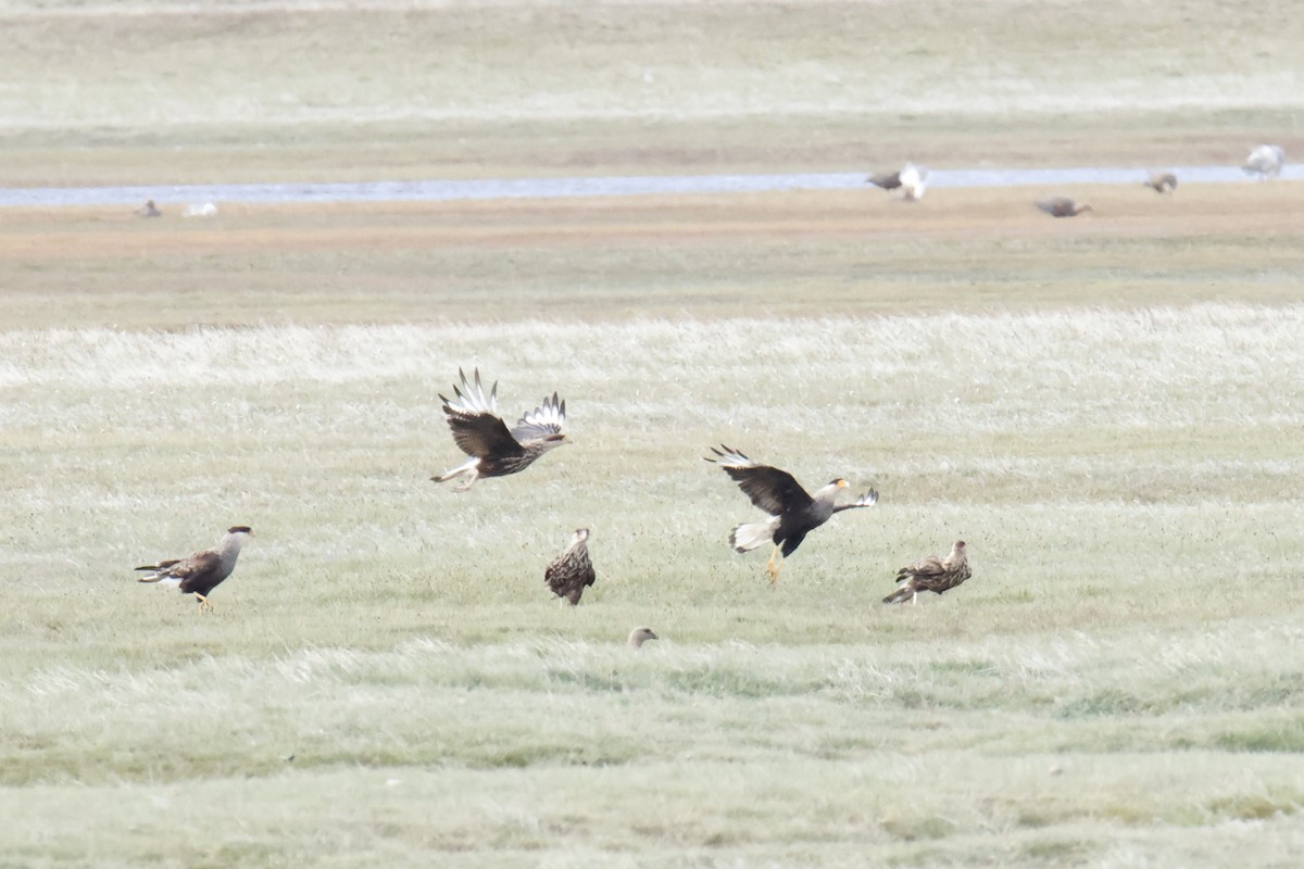 Tepeli Karakara - ML647832566