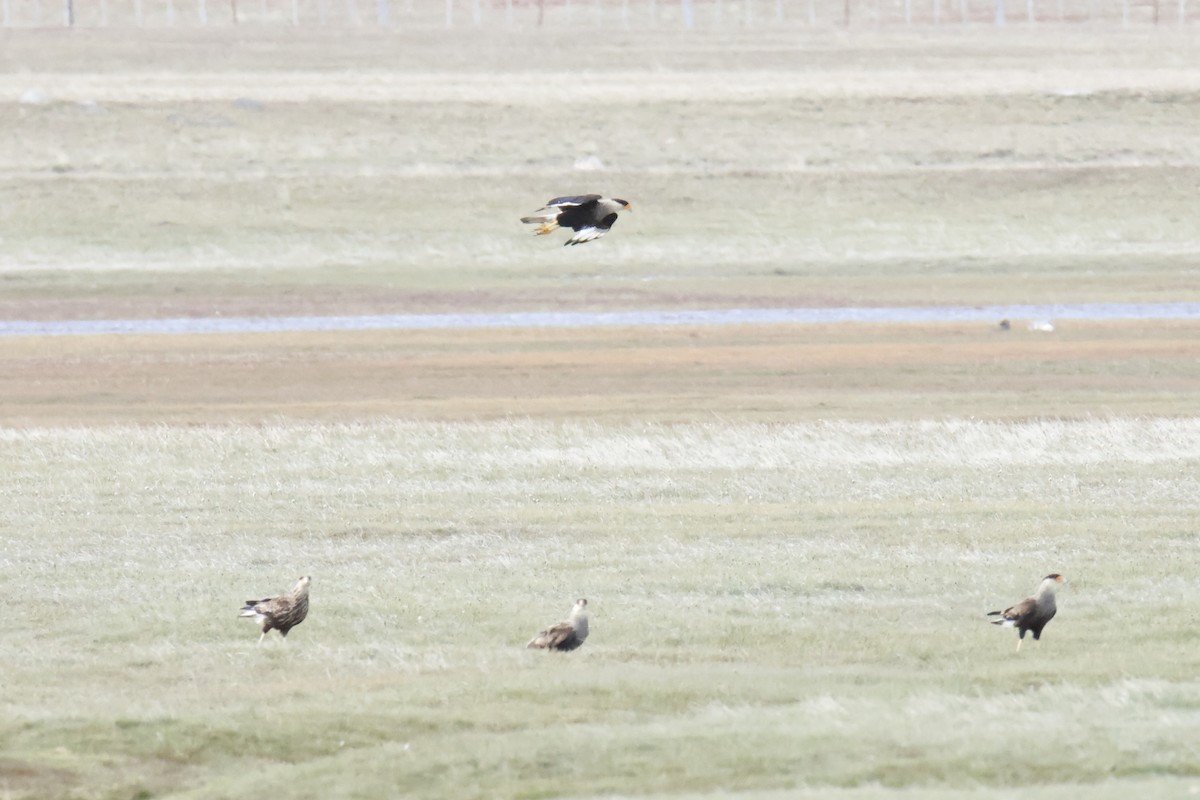 Tepeli Karakara - ML647832567