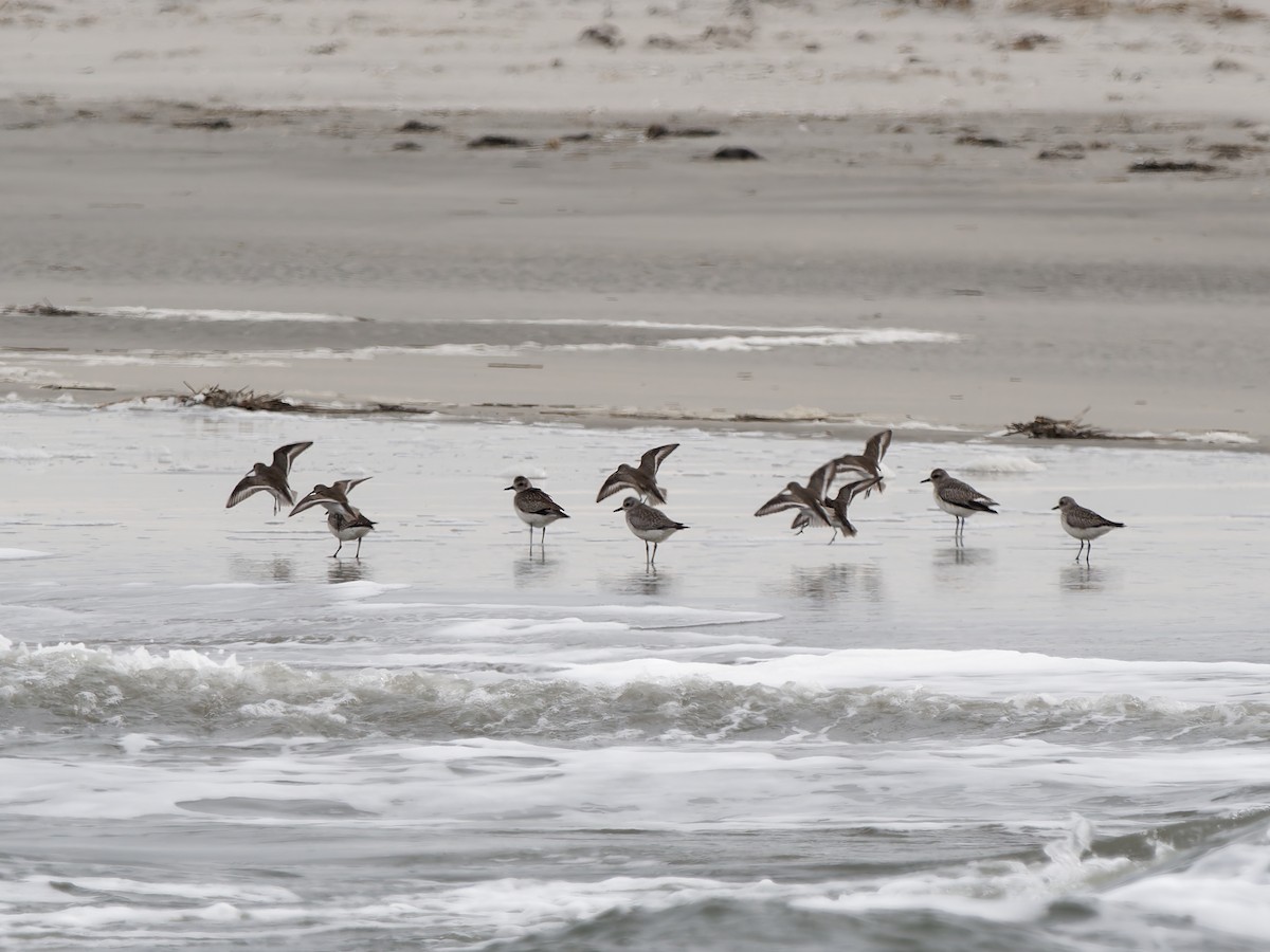 Gümüş Yağmurcun - ML647832569