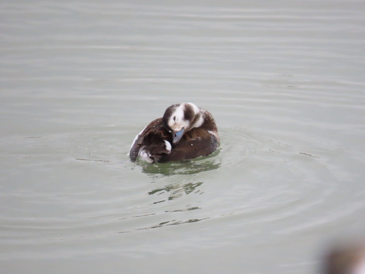 長尾鴨 - ML647832570