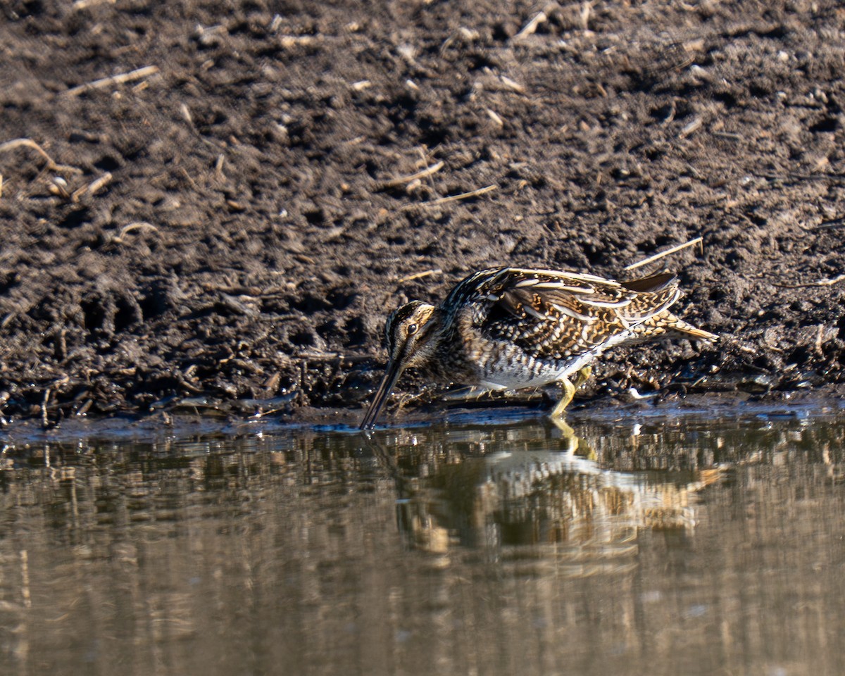 Wilson's Snipe - ML647832573