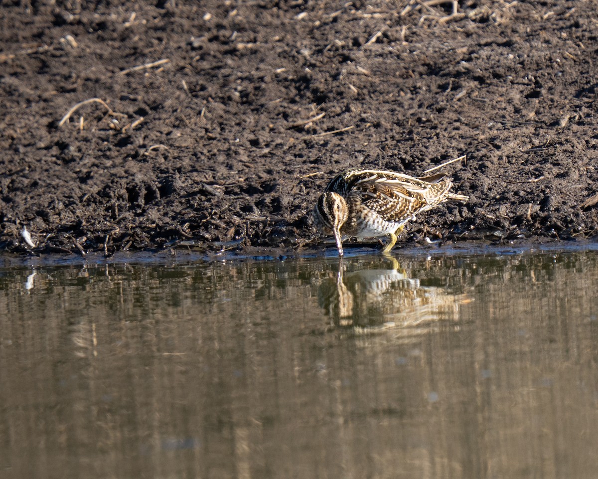 Wilson's Snipe - ML647832574