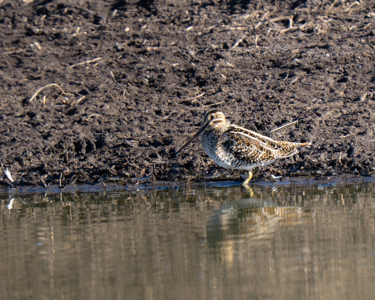 Wilson's Snipe - ML647832575