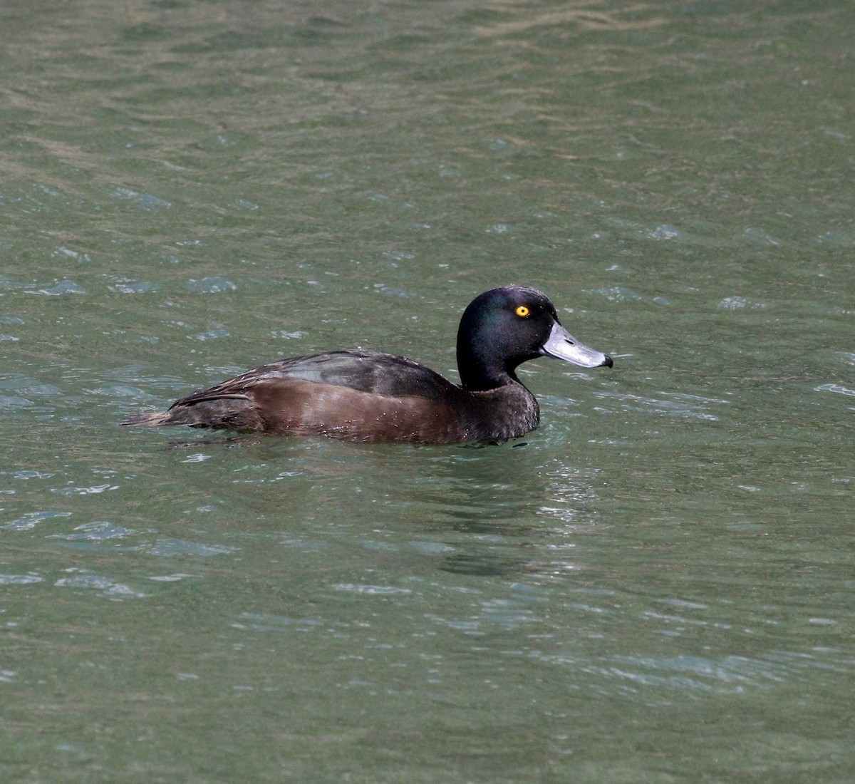 polák novozélandský - ML647832579