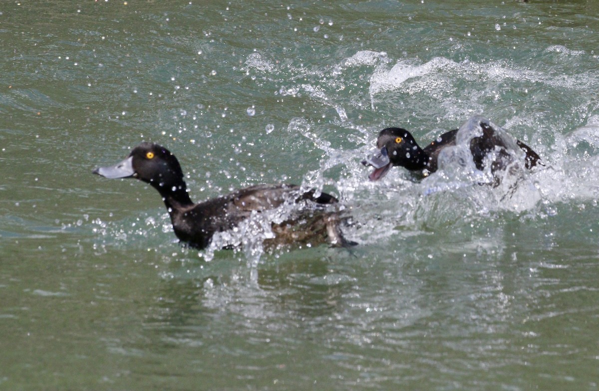 polák novozélandský - ML647832580