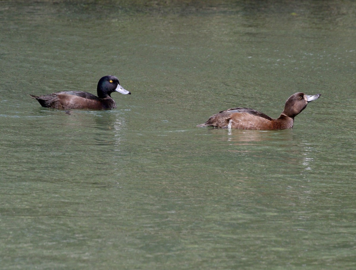 polák novozélandský - ML647832581