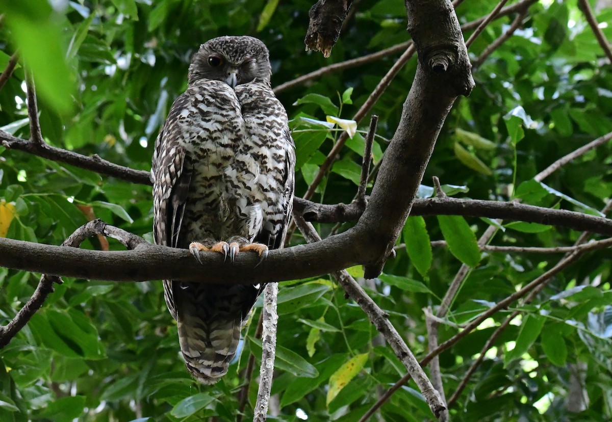 Powerful Owl - ML647832597