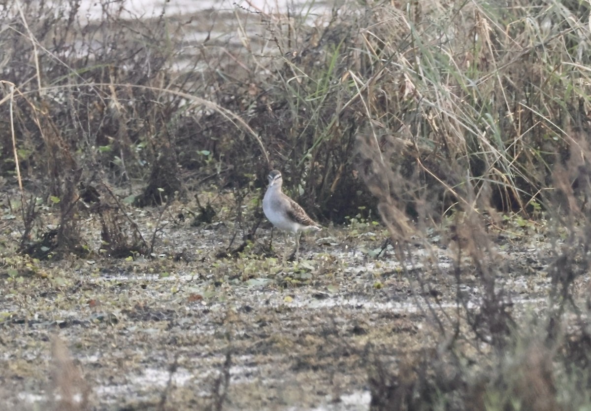 vodouš bahenní - ML647832608