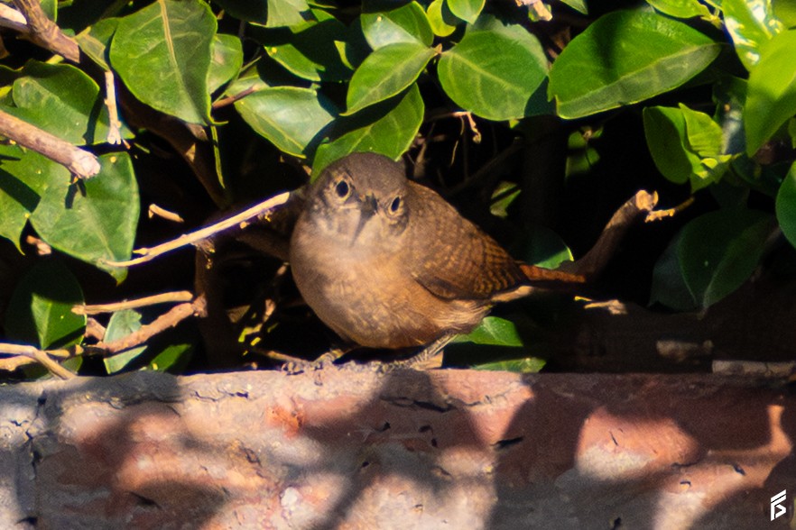 Southern House Wren - ML647832610