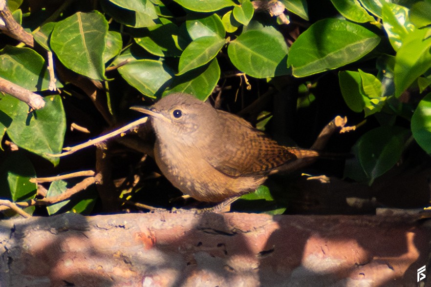 Southern House Wren - ML647832611