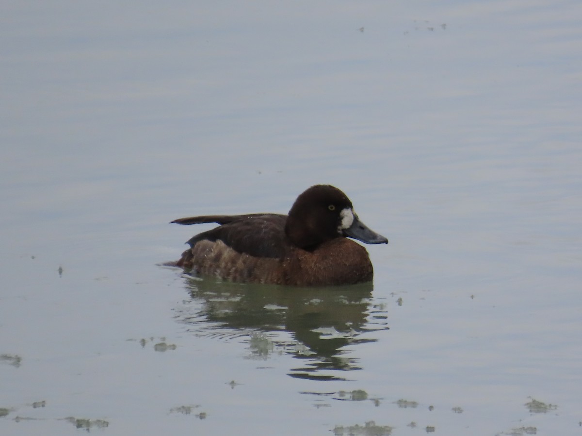 斑背潛鴨 - ML647832626