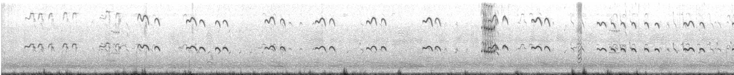 Kral Sumru - ML647832640