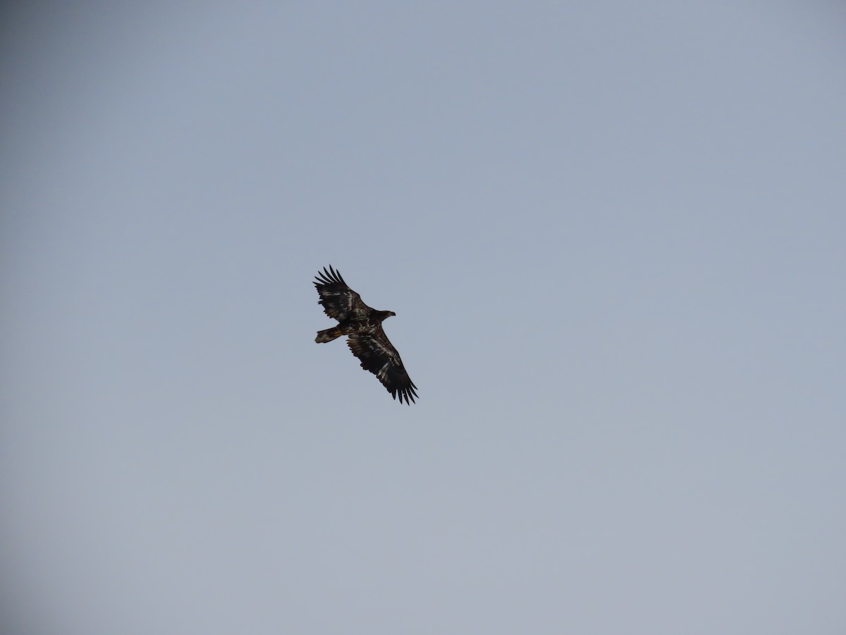 Bald Eagle - ML647832645