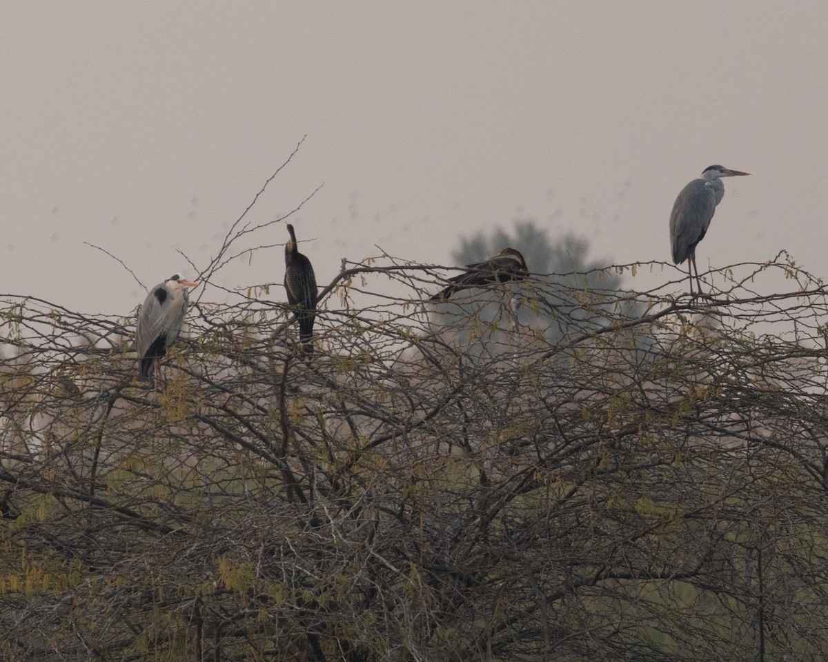 נחשון אסייתי - ML647832649