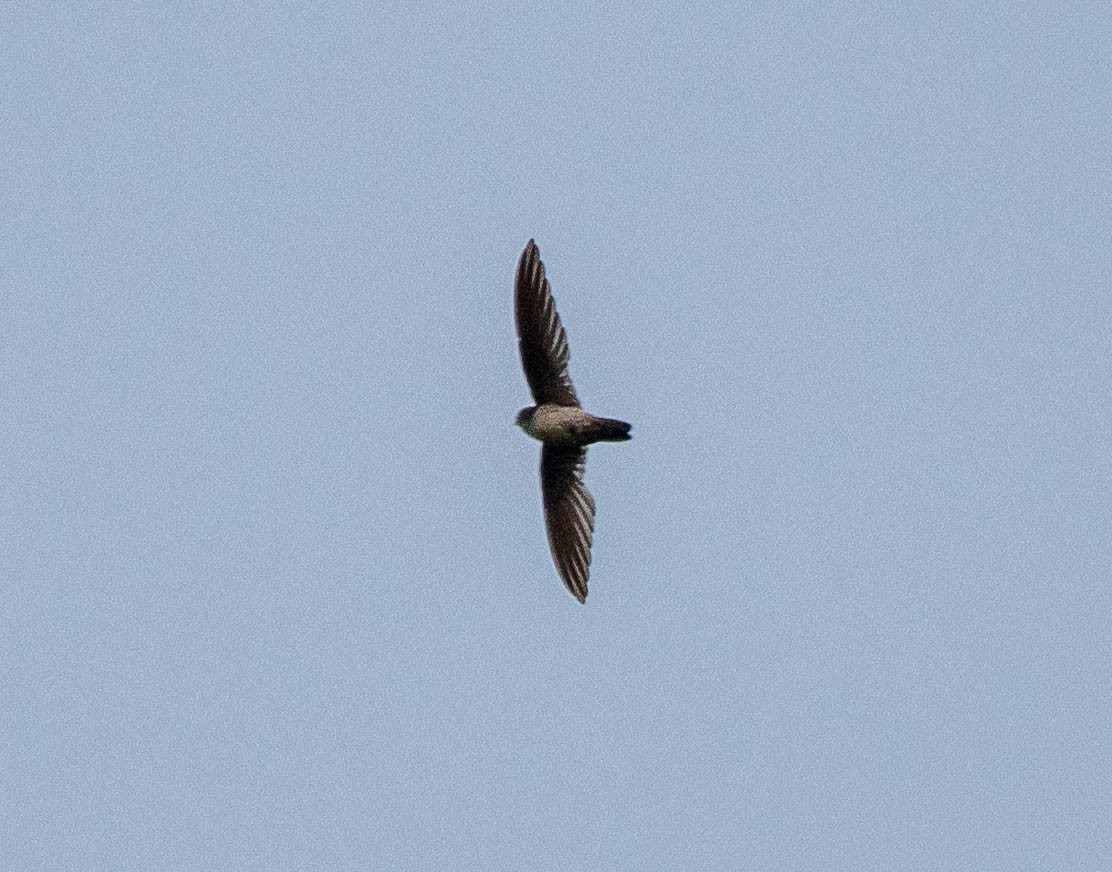 Саланґана австралійська - ML647832654