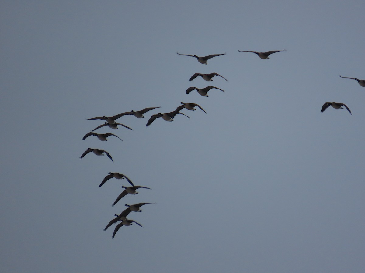 Canada Goose - ML647832679