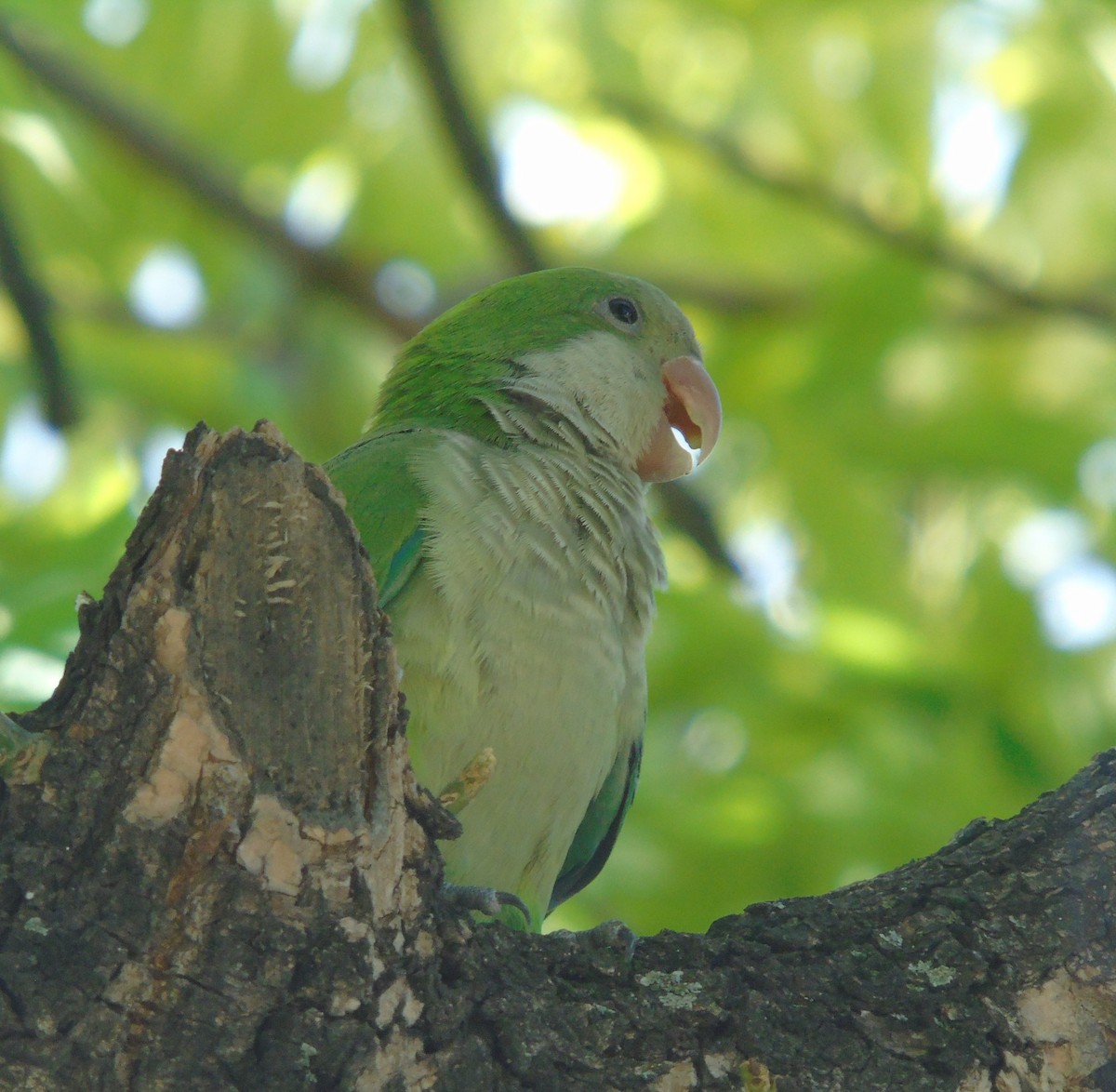 Калита сіроволий - ML647832689