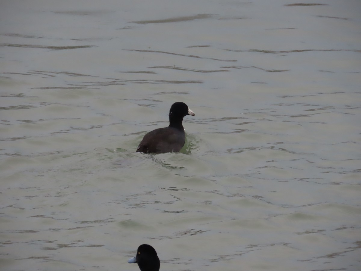 American Coot - ML647832695