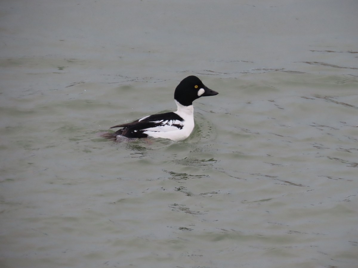 鵲鴨 - ML647832703