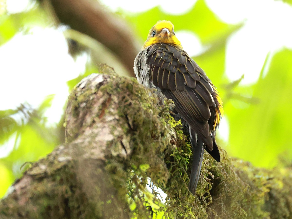 Yellow-rumped Honeyguide - ML647832714