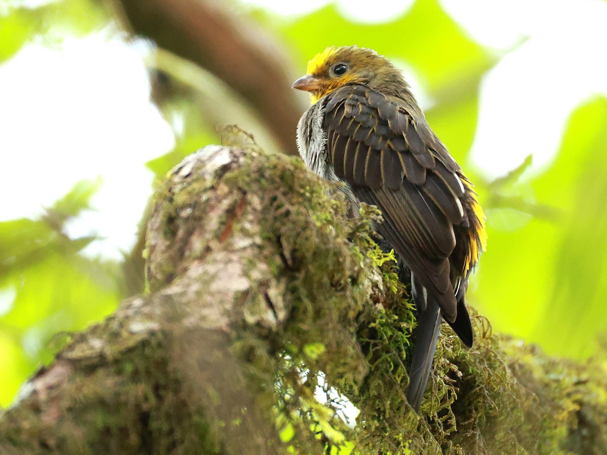 Yellow-rumped Honeyguide - ML647832715