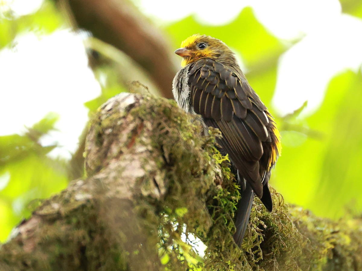 Yellow-rumped Honeyguide - ML647832716