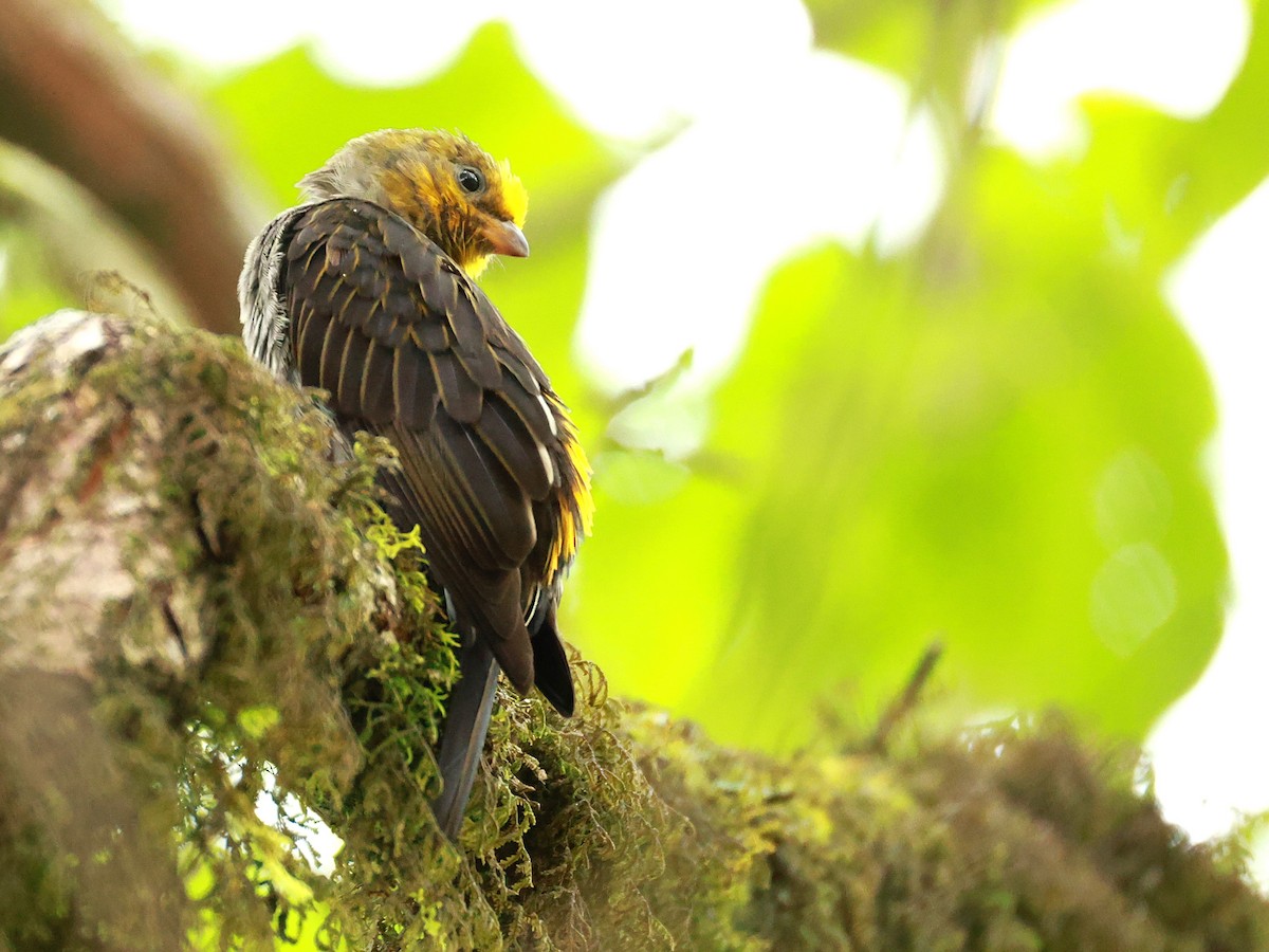 Yellow-rumped Honeyguide - ML647832717