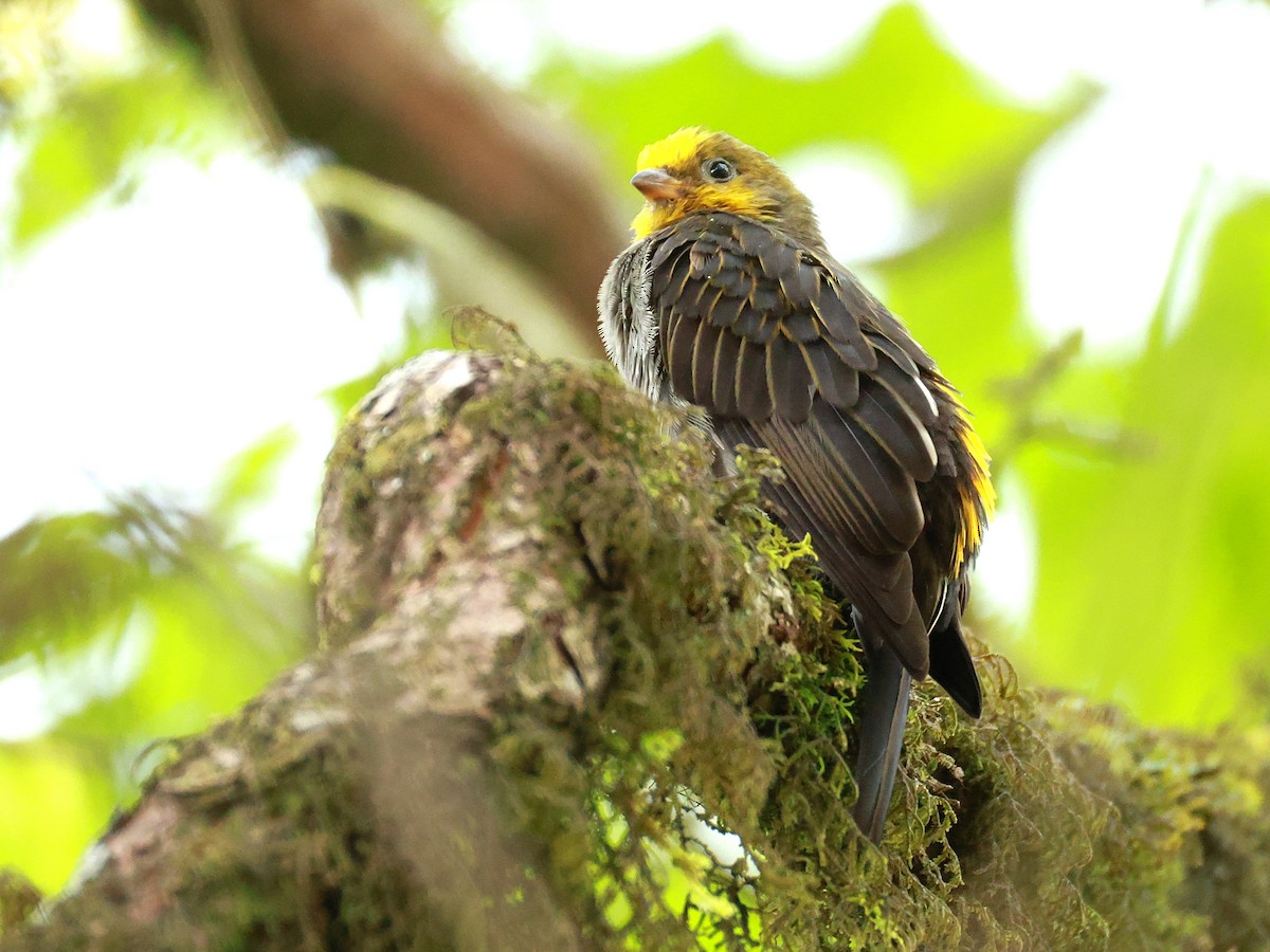 Yellow-rumped Honeyguide - ML647832718