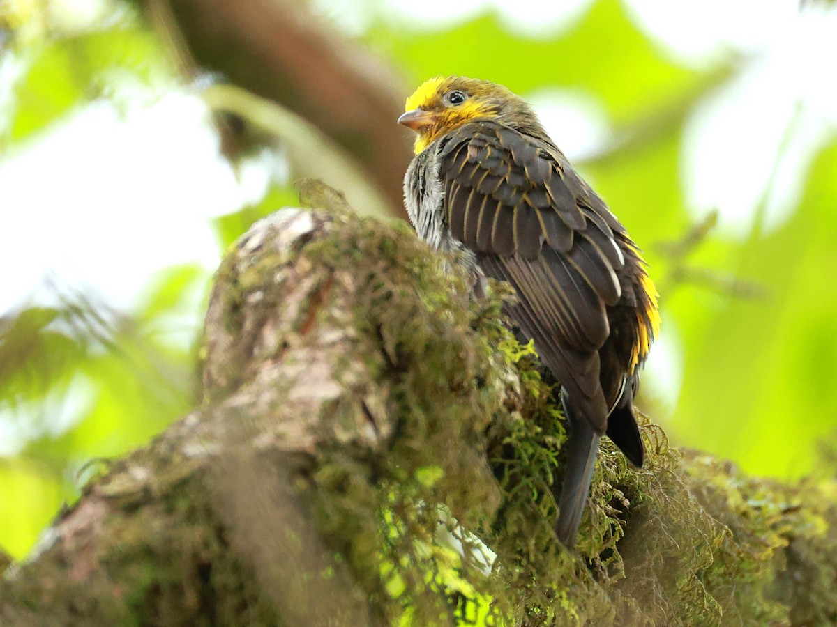 Yellow-rumped Honeyguide - ML647832719