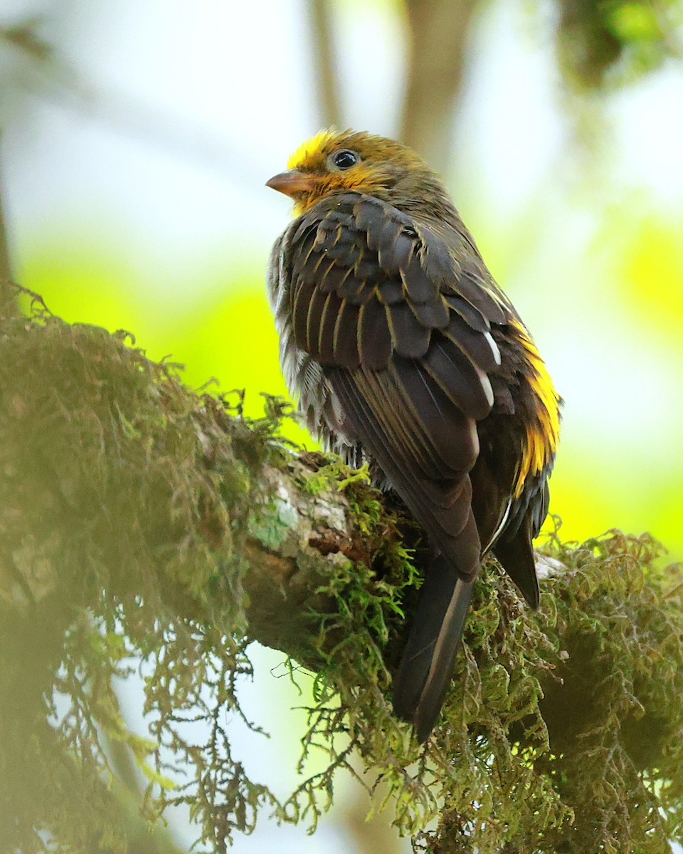 Yellow-rumped Honeyguide - ML647832720