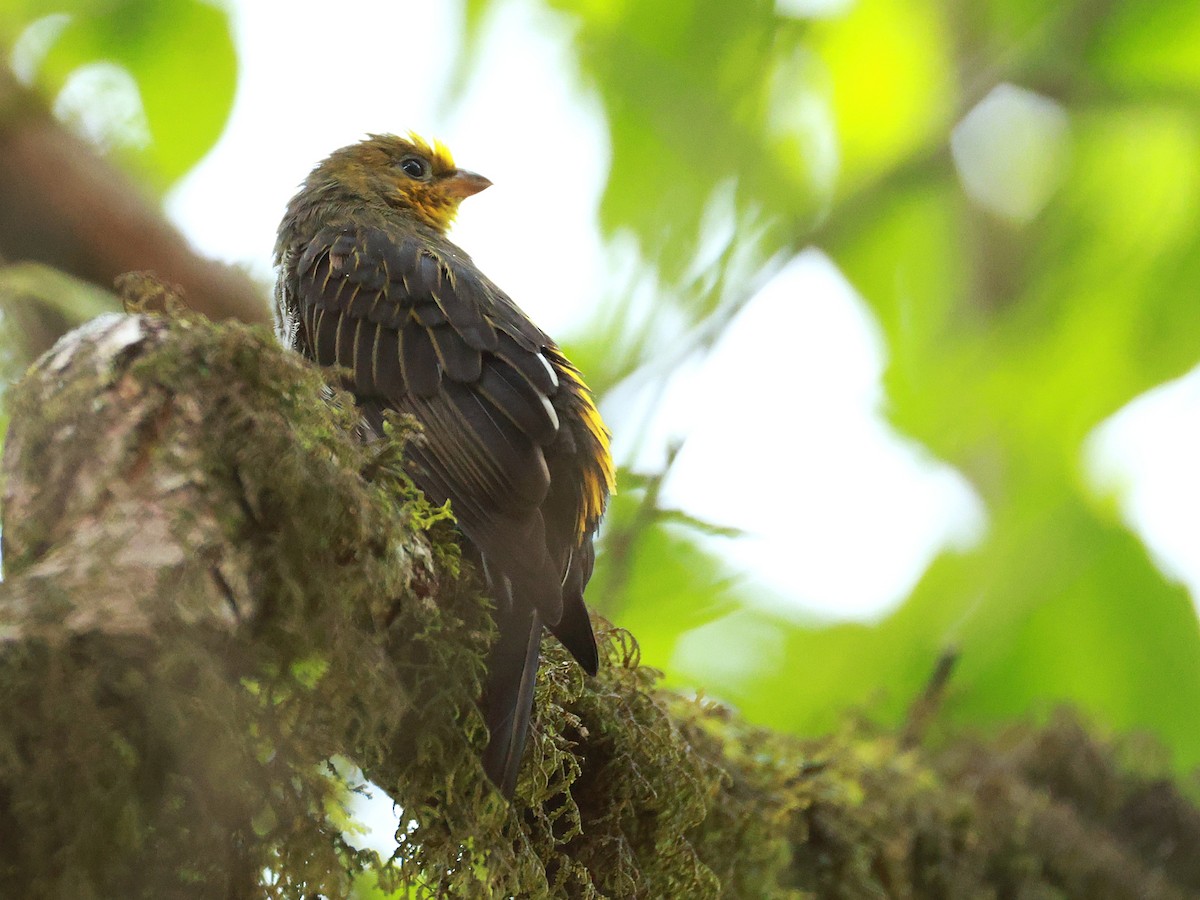 Yellow-rumped Honeyguide - ML647832721