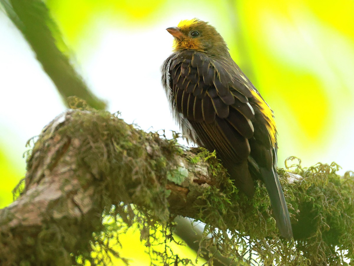 Yellow-rumped Honeyguide - ML647832722