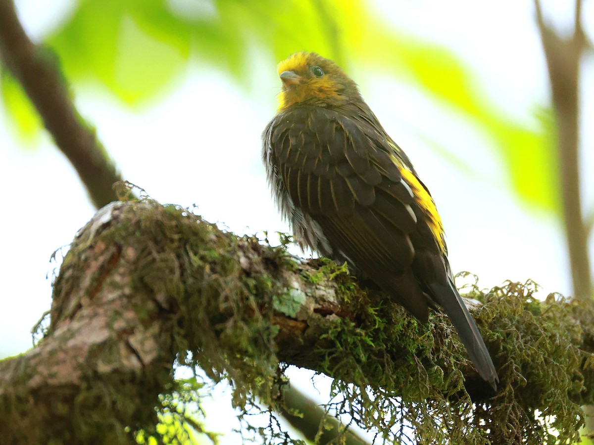 Yellow-rumped Honeyguide - ML647832723
