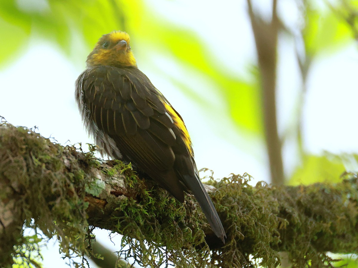 Yellow-rumped Honeyguide - ML647832724