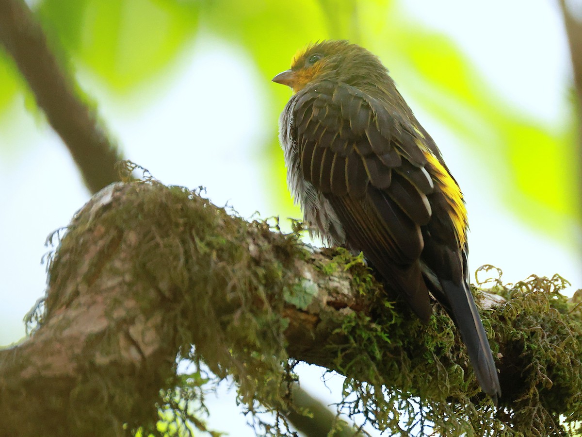 Yellow-rumped Honeyguide - ML647832725