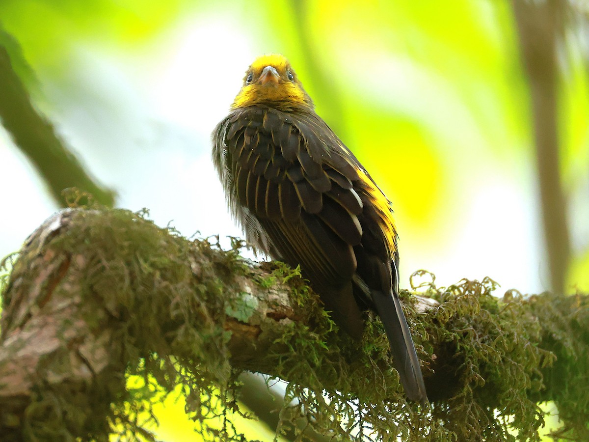 Yellow-rumped Honeyguide - ML647832726