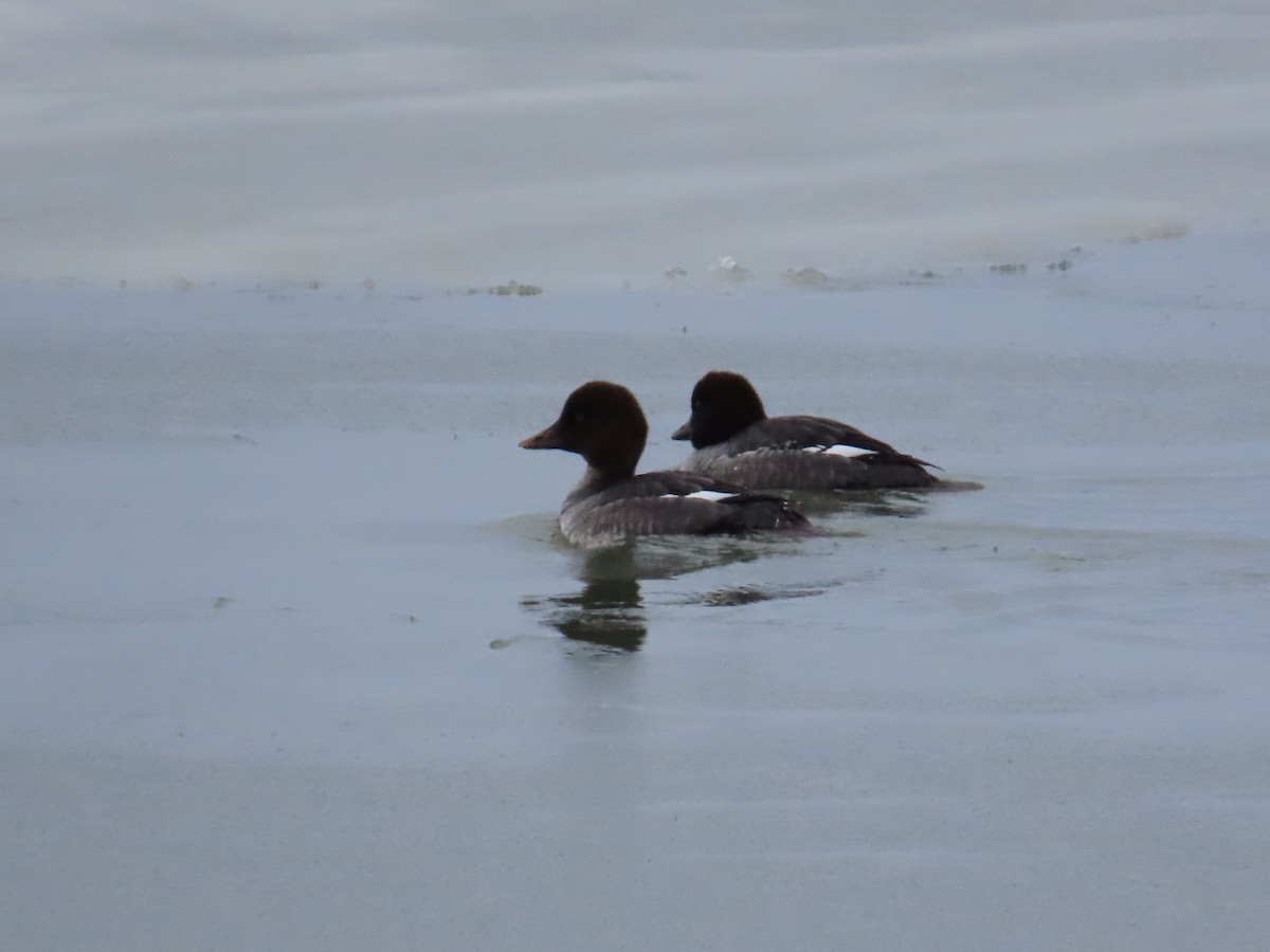 鵲鴨 - ML647832728