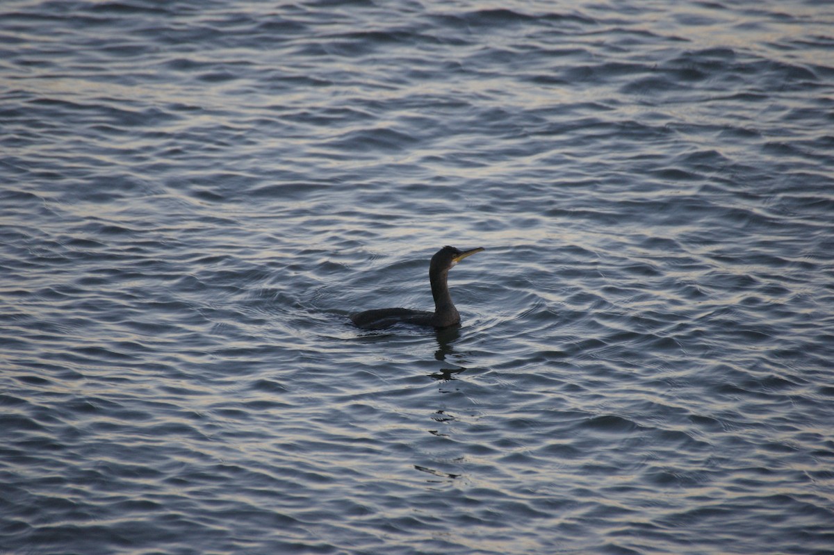 European Shag - ML647832729