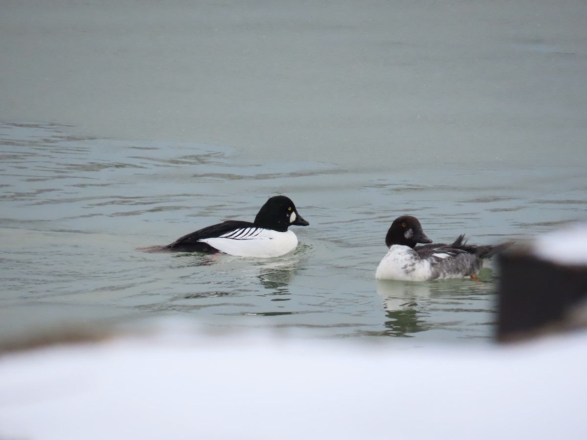 鵲鴨 - ML647832730