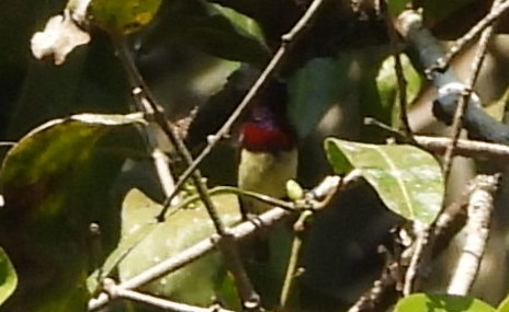 Crimson-backed Sunbird - ML647832733