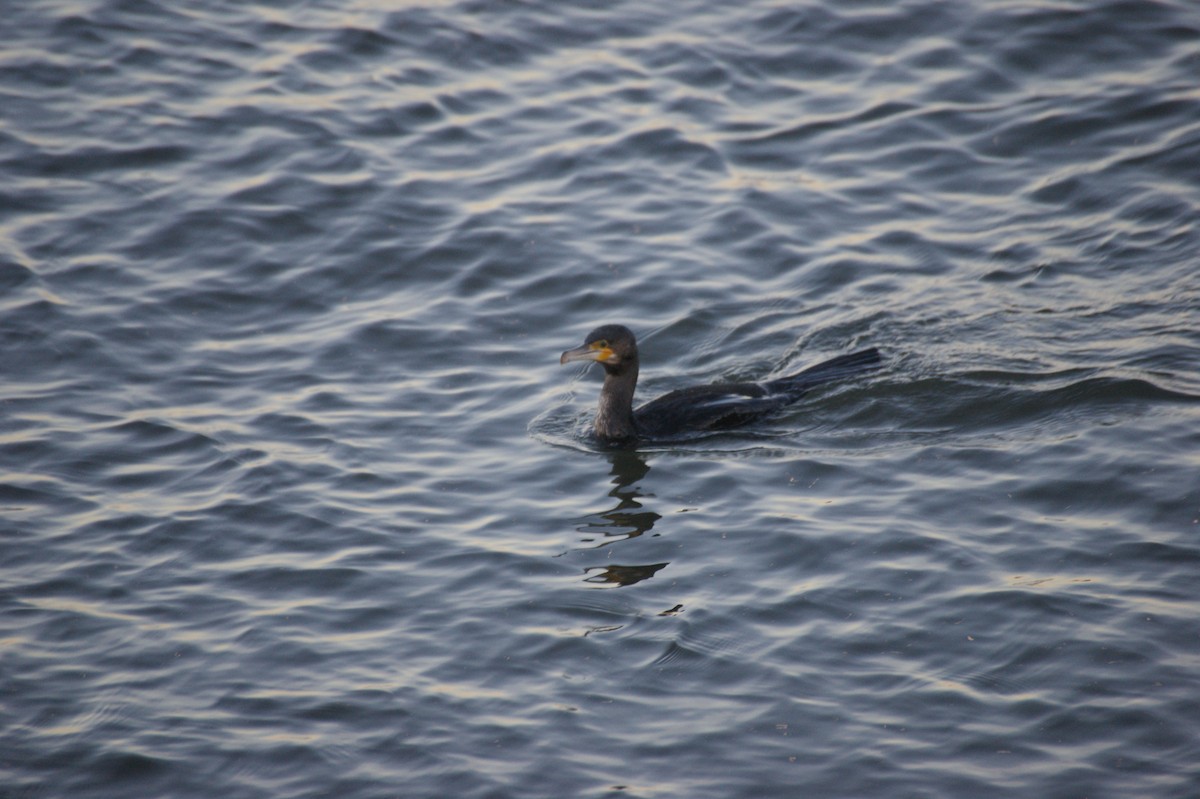 鸕鷀 - ML647832734