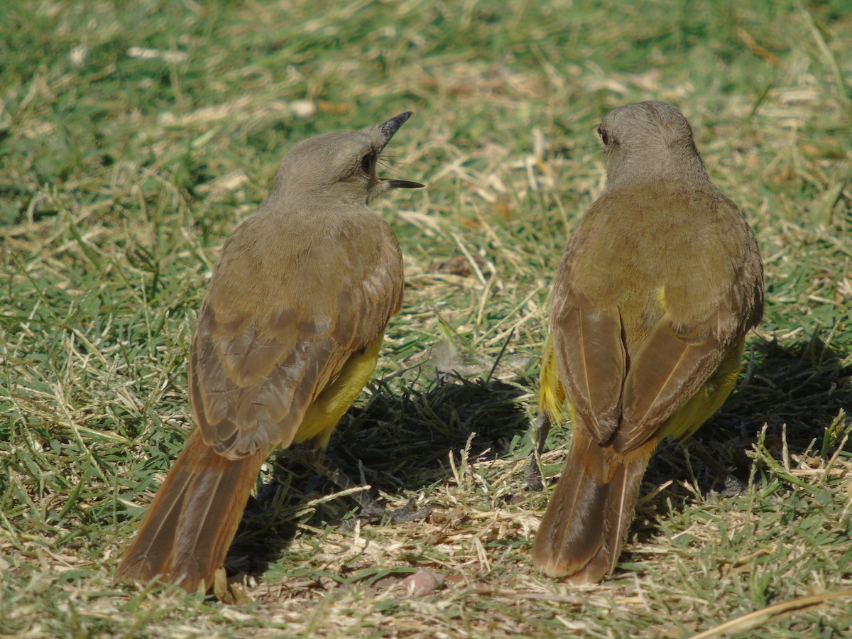 Cattle Tyrant - ML647832736