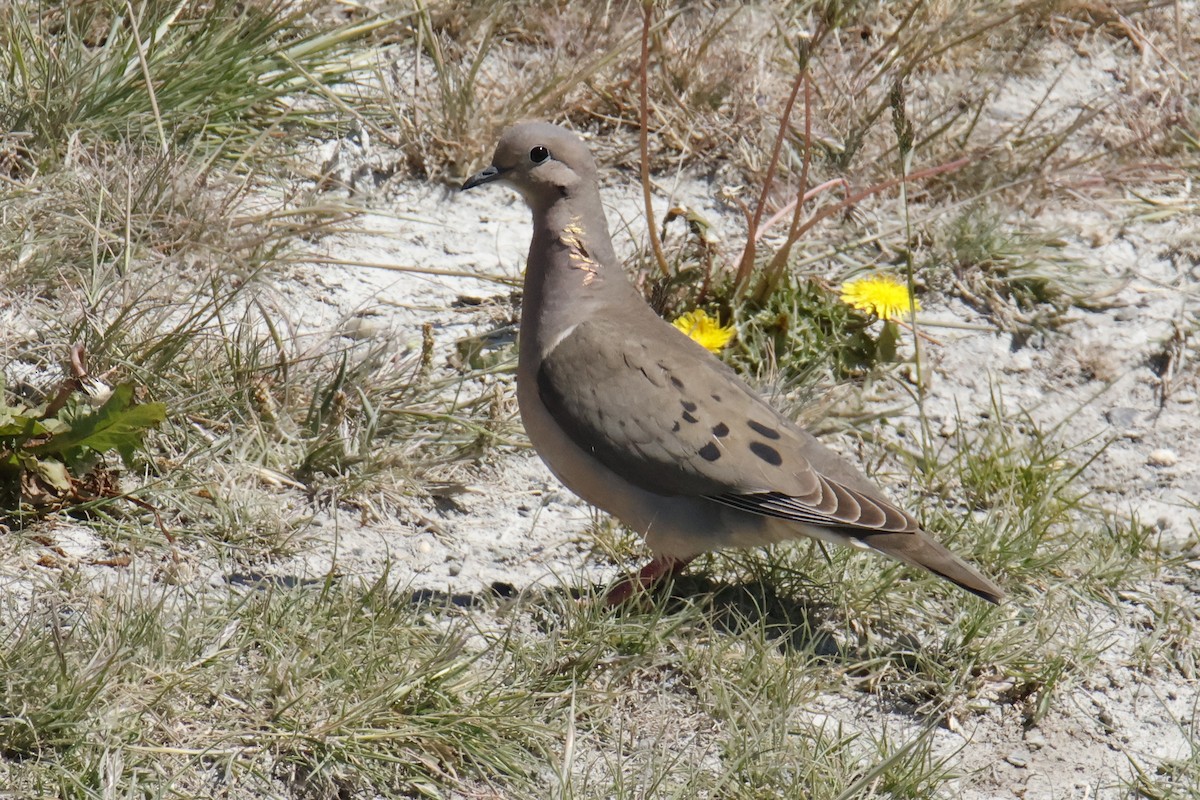 Eared Dove - ML647832737
