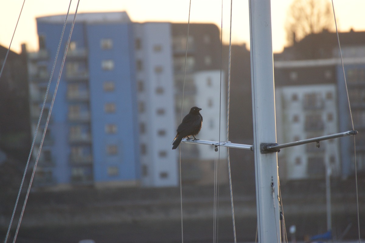 小嘴烏鴉 - ML647832738