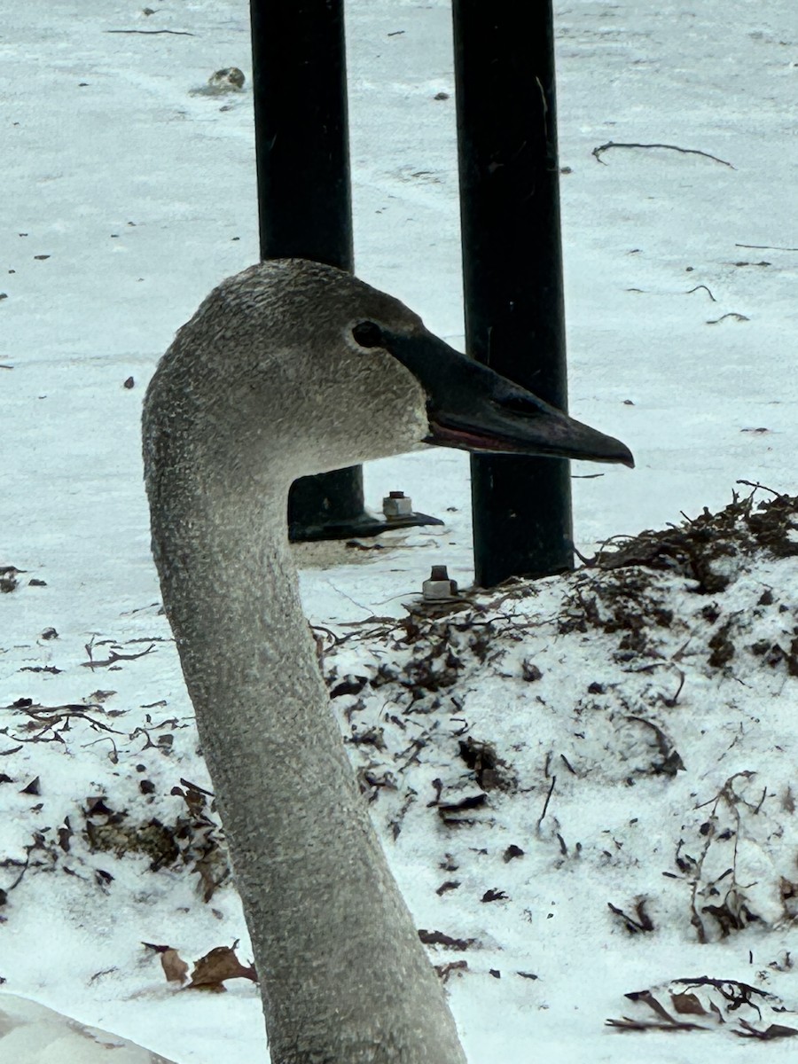 Trumpeter Swan - ML647832740