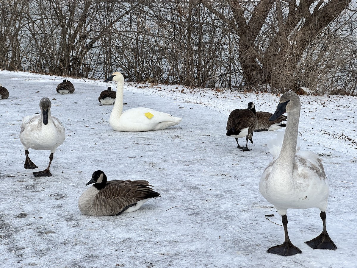 Trumpeter Swan - ML647832741